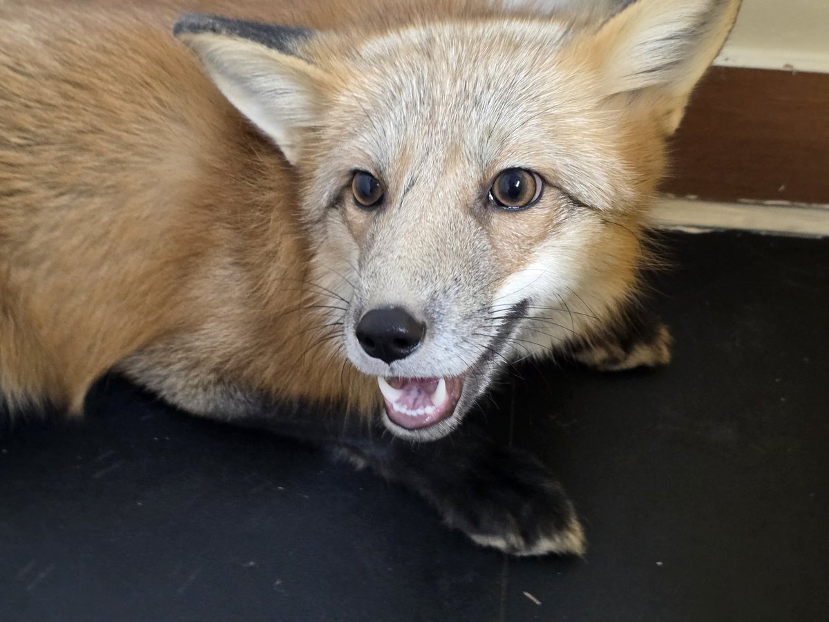 RH_Gemini's tweet image. 헤