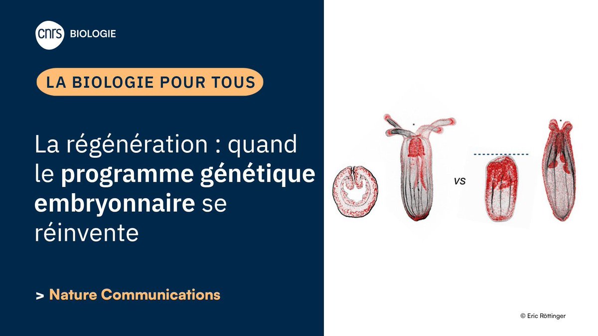 CNRS Biologie tweet media