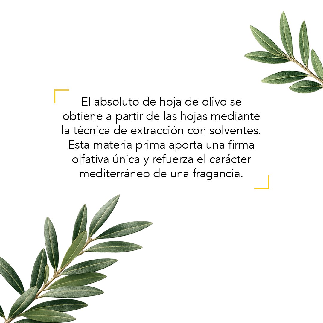 AcademiaPerfume's tweet image. El olivo no solo es clave en la gastronomía 🌿🫒. Sus hojas también se usan en perfumería: aportan notas verdes, herbales y mediterráneas, con un toque amargo que equilibra lo dulce. Además, simbolizan paz y armonía desde la Antigua Grecia.

#Perfumería #AcademiadelPerfume