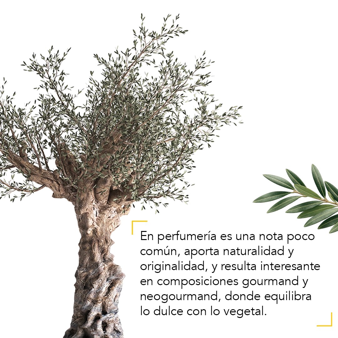 AcademiaPerfume's tweet image. El olivo no solo es clave en la gastronomía 🌿🫒. Sus hojas también se usan en perfumería: aportan notas verdes, herbales y mediterráneas, con un toque amargo que equilibra lo dulce. Además, simbolizan paz y armonía desde la Antigua Grecia.

#Perfumería #AcademiadelPerfume
