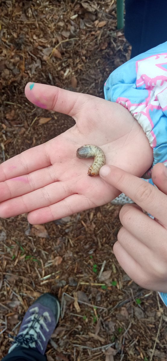 DeRhuam's tweet photo. Ayer en @antusana.colegio nos encontramos en la compostera con varias larvas de Escarabajo San Juanero! L@s niñ@s las trataron con mucho cuidado y cariño 🥰 Feliz viernes! 🐛
@sistemasmedioambientales
@mostoleseducacionambiental
@ayto_mostoles
#huertosdelaRhuam
#huertosescolares https://t.co/xCh26GIfQG