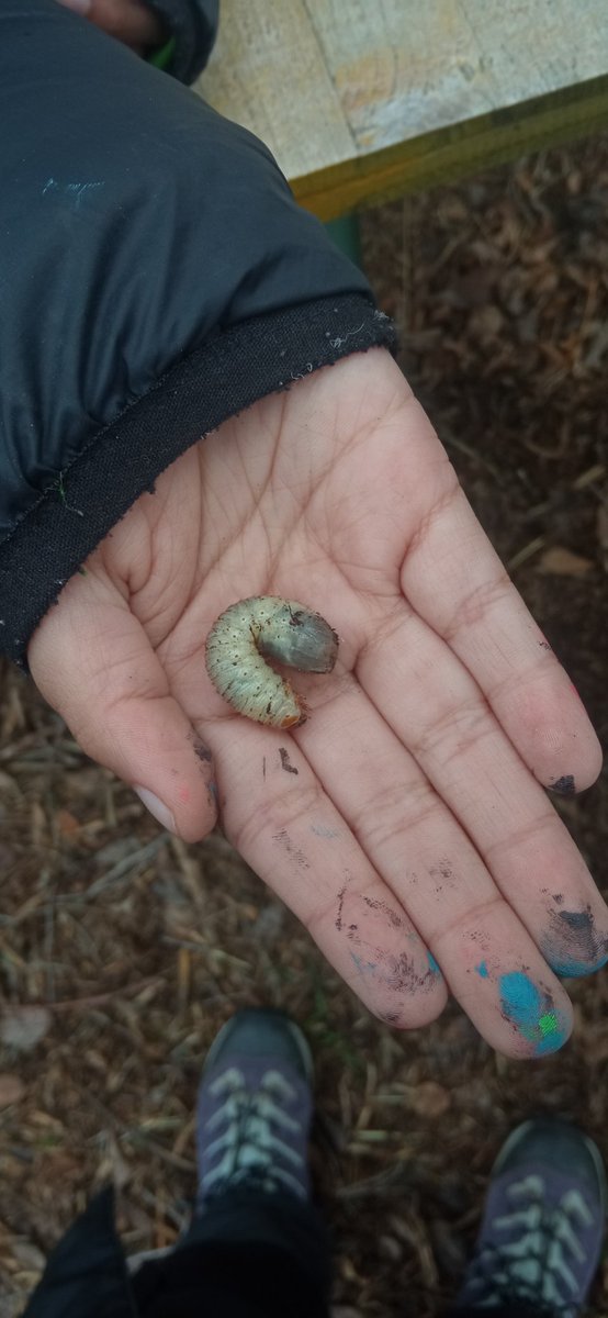 Ayer en @antusana.colegio nos encontramos en la compostera con varias larvas de Escarabajo San Juanero! L<a href="/s/">『S』</a> niñ@s las trataron con mucho cuidado y cariño 🥰 Feliz viernes! 🐛
@sistemasmedioambientales
@mostoleseducacionambiental
@ayto_mostoles
#huertosdelaRhuam
#huertosescolares