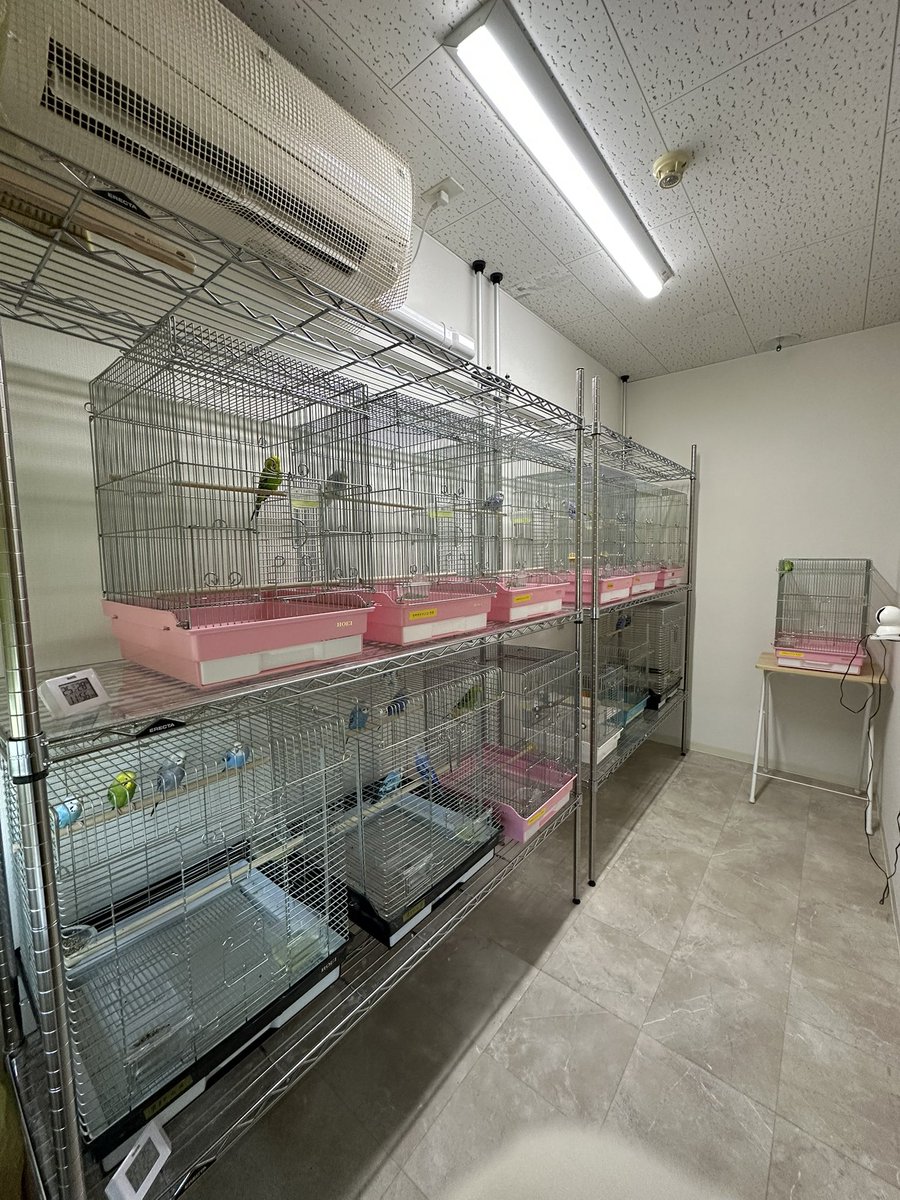 BBH <a href="/Bridge_f_birds/">NPO法人 Bridge for the birds</a> 施設レスキュールーム。
皆様のご支援のおかげで少しずつホーエイ35手乗りケージに振り分けることができています。
まずは若鳥チームを分け、ご飯の種類や量をそれぞれに合わせて変更するなど、個体管理が出来るようになってきました。
次は女子チームの予定です。