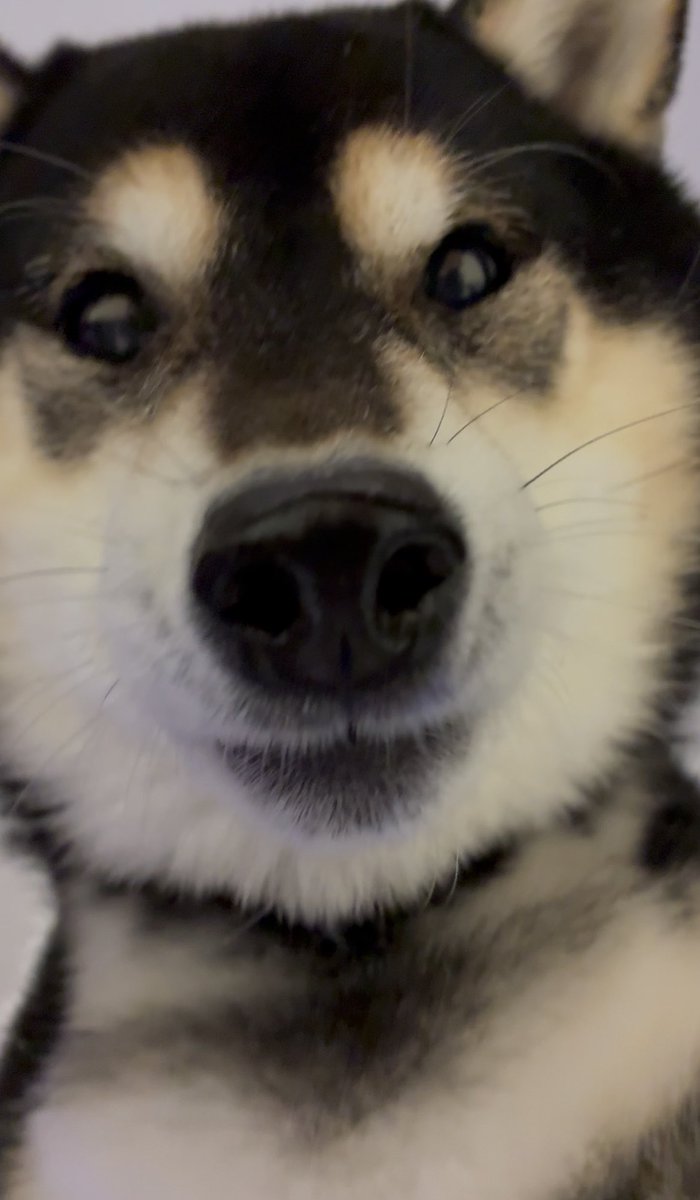 ぽんぽんポン助 (@ponpon_PONSUKE_) / Posts / X