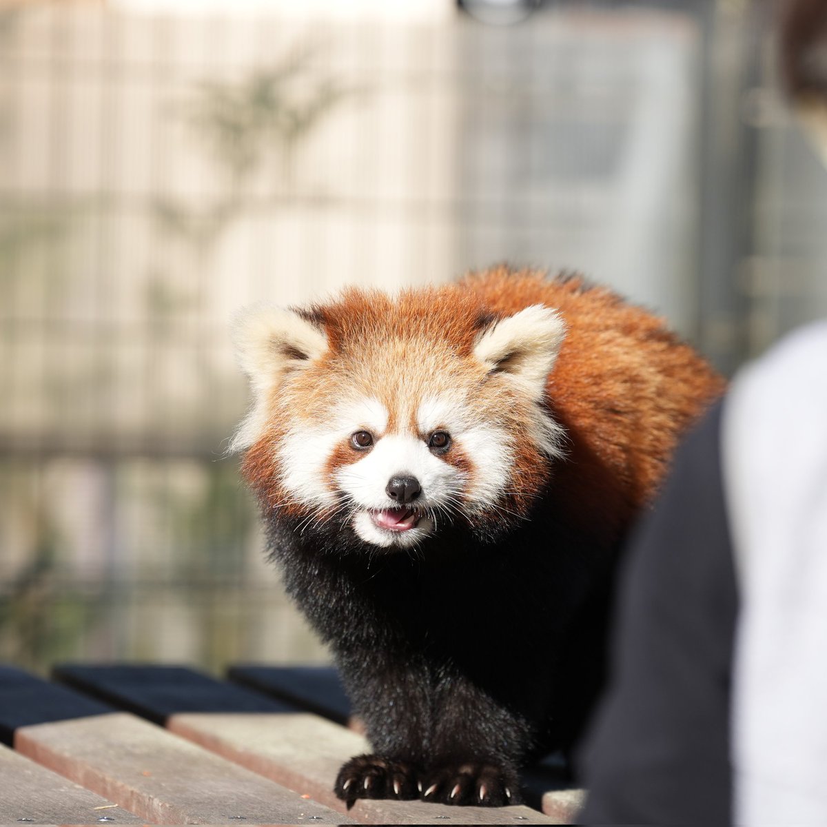 赤リンゴポシェットを下げたレッサーパンダさん 飼育員さんの腰の入れ物にリンゴが入っている事を知っている