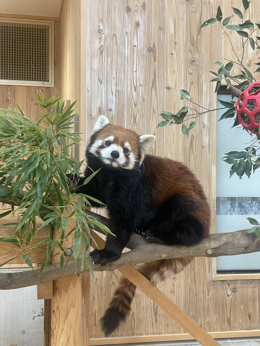 BASSSL69's tweet image. 可愛いから誘拐してやろうか。
お菓子あげるからこっちにおいで。

#レッサーパンダ #小熊猫 #動物