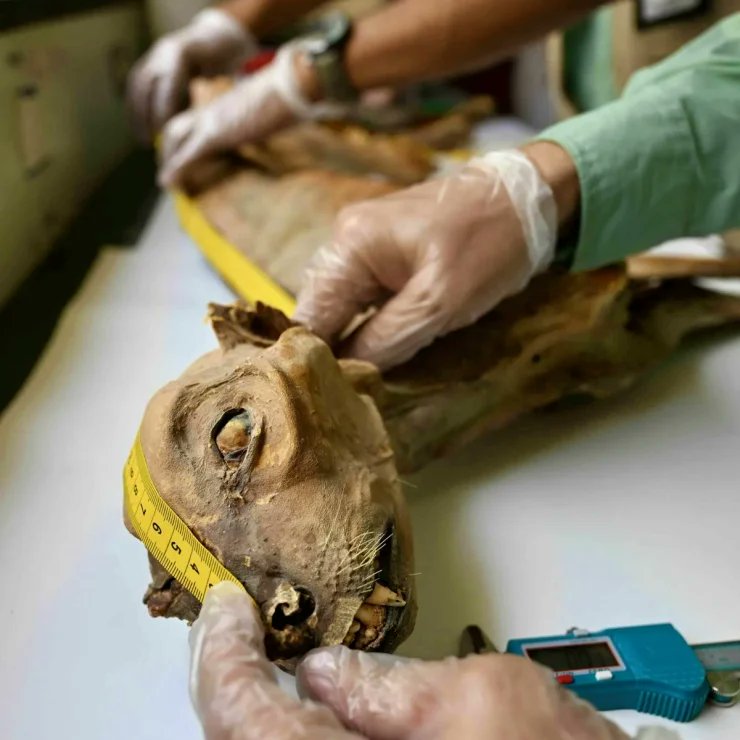 DikenComTr's tweet image. Mumyalanmış yedi çita çölde bulundu: 'Tamamen emsalsiz'

diken.com.tr/mumyalanmis-ye…