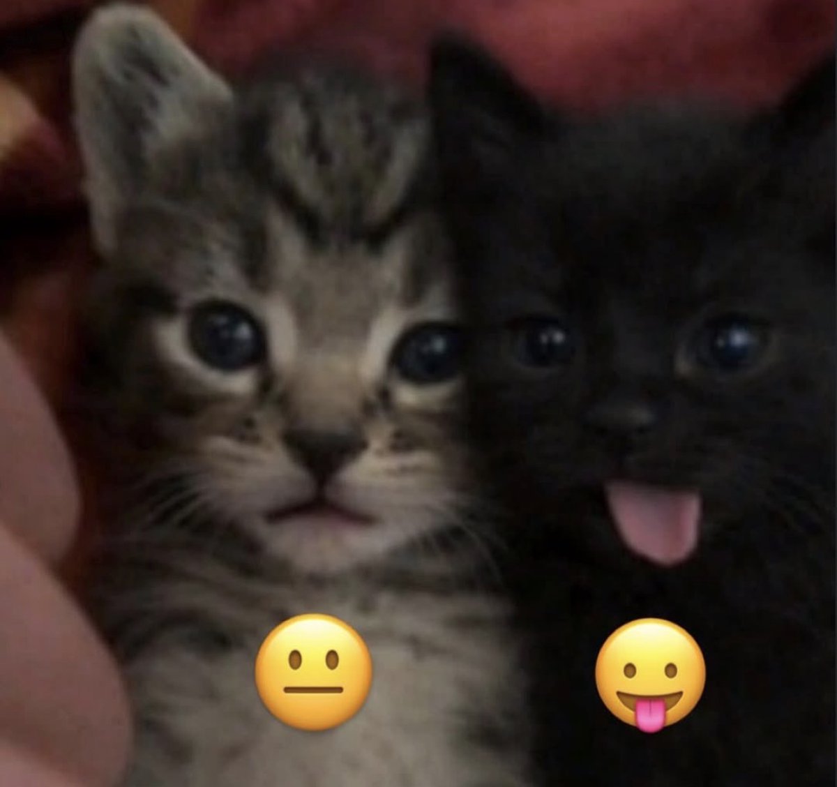 catshealdeprsn's tweet image. 