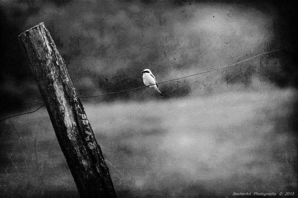 Gönül gönüldür, olsa da göğsünde bir kahpenin, onu yıkan, gitmesin tavâfına Kâbe'nin!

Hayırlı Cumalar 💐