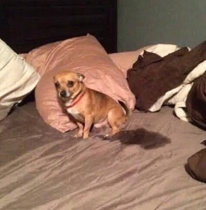 UrIsMaElxD's tweet image. Me voy a morir antes de que llegue el #sismo por la pendeja alerta nuclear que pusieron hijos de la verga @GobiernoMX