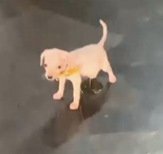 Yo después de escuchar la alerta sísmica 😰#sismo