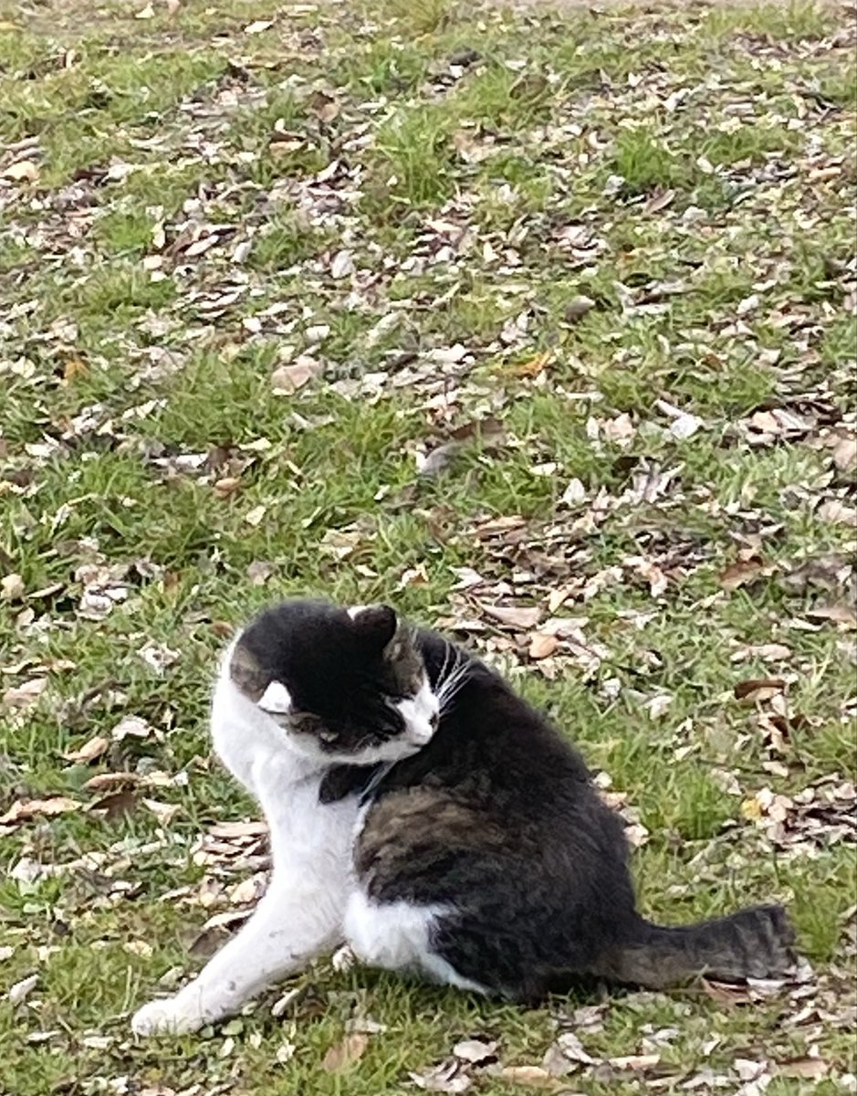 最近は寒すぎるからなかなか布団から出られない。今朝は久しぶりに起きて耳読書📖🎧してみた。こんなに先が気になりすぎる本も久しぶり。三日月🌙キリキリだけどあっという間に明るくなる。原っぱでお馴染みにゃんに会って「やあ、久しぶりだにゃ」と声がけした🐈‍⬛