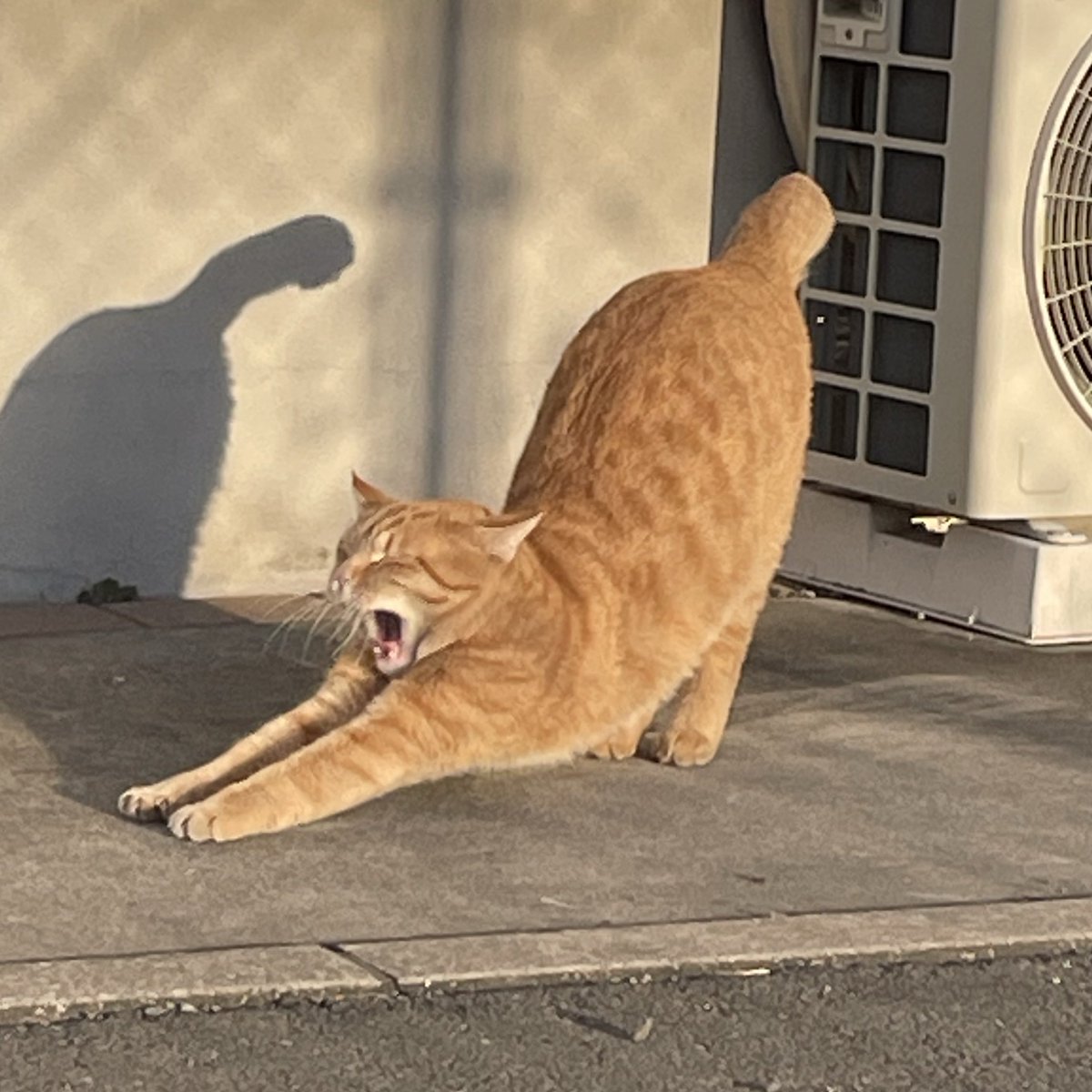 platooon's tweet image. 今日は暖かいねぇ