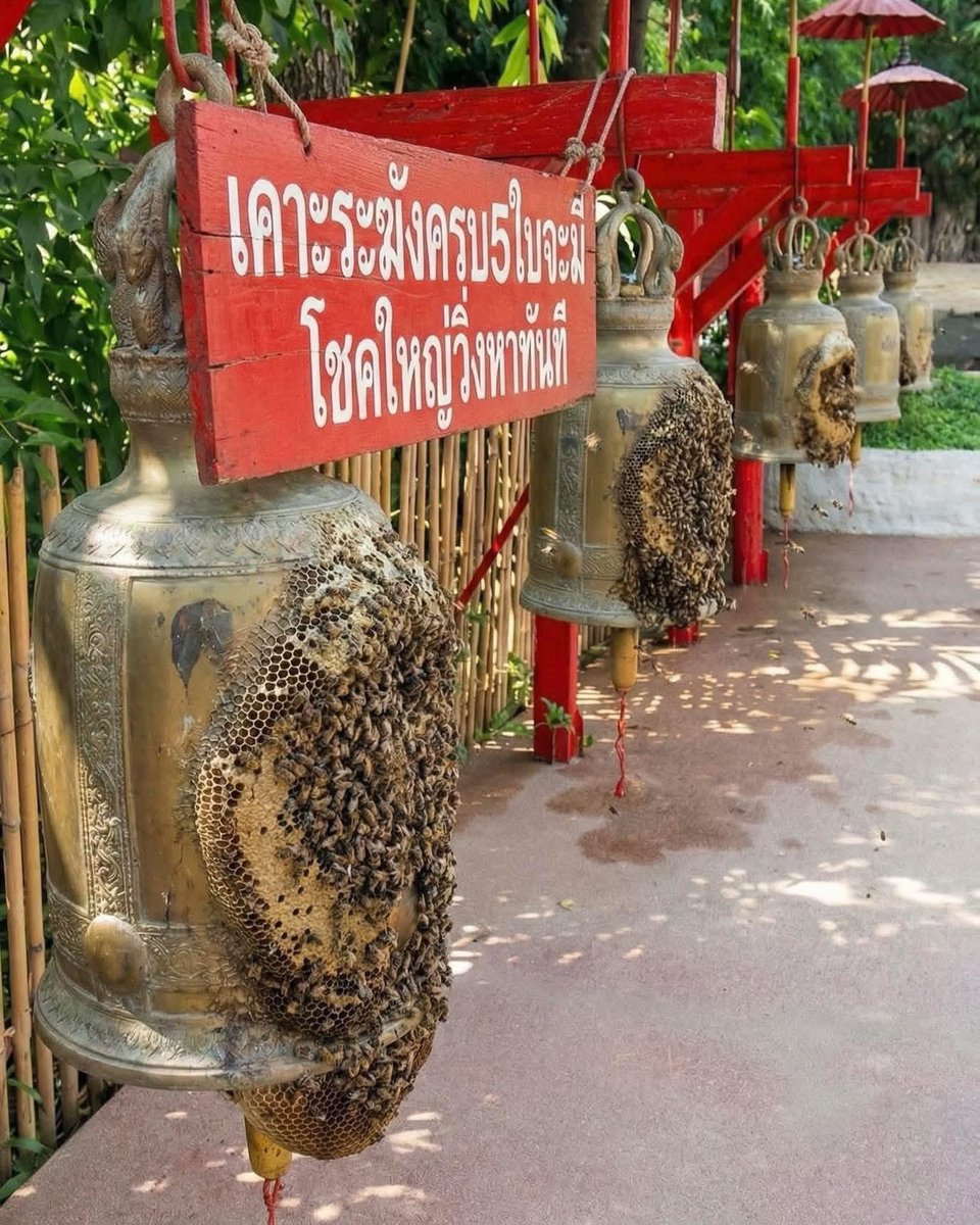 mimilkss's tweet image. อธิฐานแล้วเคาะดังๆ “ ชาติหน้า เอาใหม่ ”
5555555555555555555555555