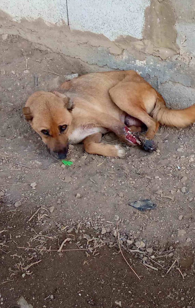 rescuinganimal's tweet photo. Please stop a moment and think about this poor dog💔
I don't know what she went through
but her pain is visible
she is a nursing mom,suffering silently &amp; fighting alone
if you can help send her to the hospital &amp; give her a chance to survive pls
📞71467154
https://t.co/tRyEnT8as8 https://t.co/ZVfPA1tExX