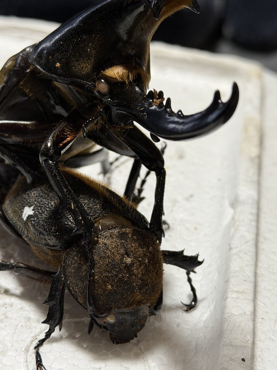 み (@mimitarou0517) / Posts and Replies / X