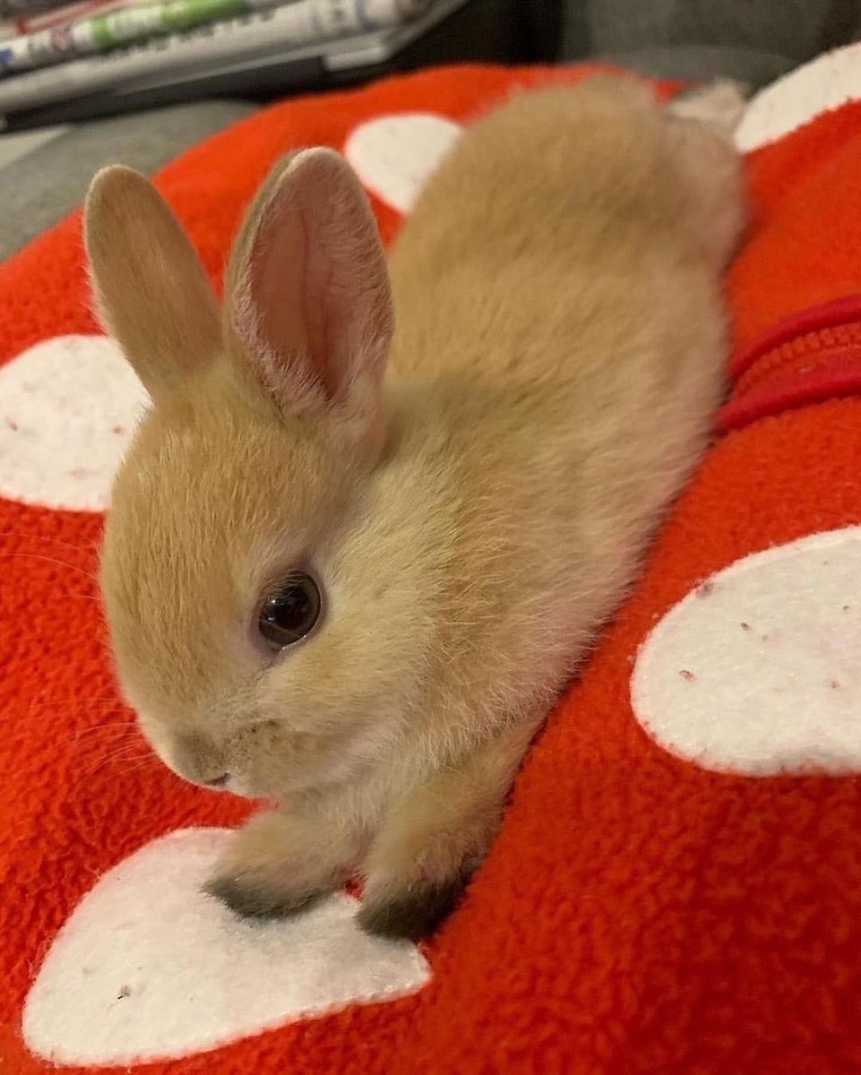 ShouldHaveRabit's tweet image. 