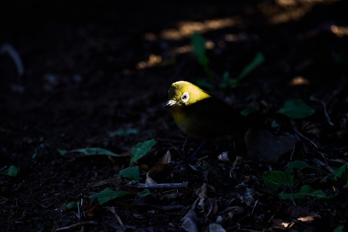 つよぽん (@tsuyo428) / Posts / X