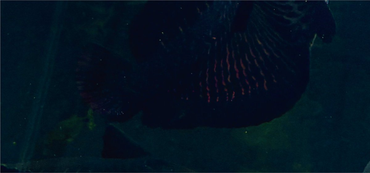 画像を縦に並べると…