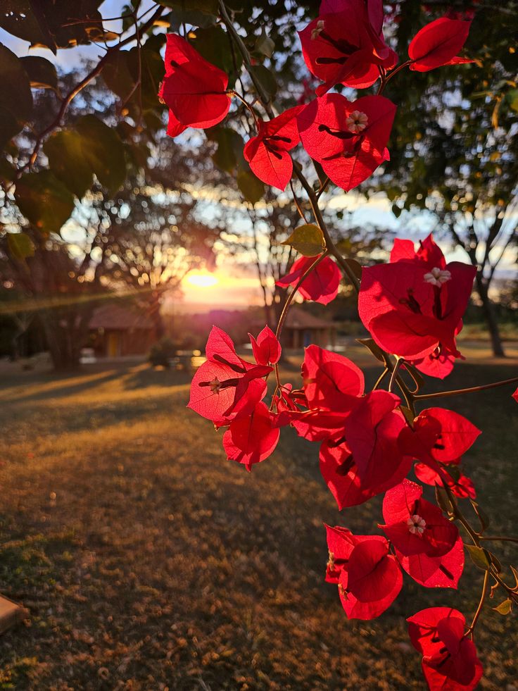 Peppy ☄️ ❤️‍🔥 tweet media