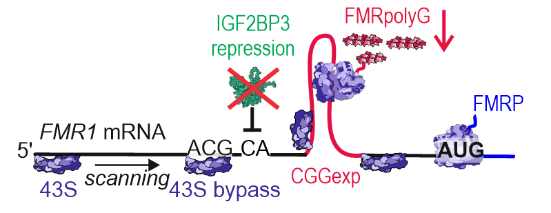 UAM_IBMiB's tweet photo. What drives CGG RAN translation in #FXTAS? Anna Baud @AnnaBaud1 & Krzysztof Sobczak (@GeneTherapyLab) with Rajani Gudipatti (@GudipattiRK) & Malgorzata Borowiak (@MBorowiakLab) @UAM_IBMiB: IGF2BP3 regulates FMRpolyG—promising FXTAS target. @NatureComms https://t.co/DNXJXmPvyz https://t.co/VtJqlVEQub