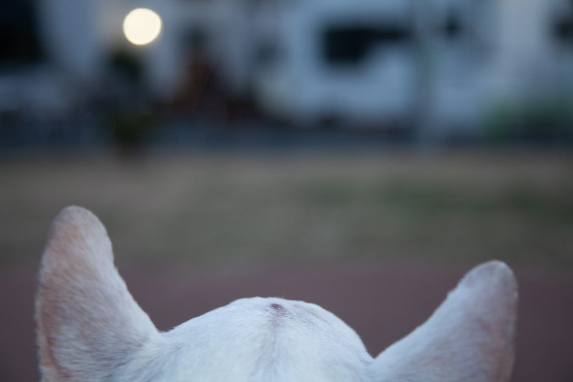 [お知らせ]

2025年6月に当ギャラリーで開催した『わたしのともだち　～ 写真家と愛しい存在の物語 ～　Part5』に出展いただいた徳永 彩さんがAL（恵比寿）で写真展『HER WORLD』を開催中です。
2026年1月16日(金)~ 1月20日(火)　12:00-19:00　入場無料・会期中無休

<al-tokyo.jp>