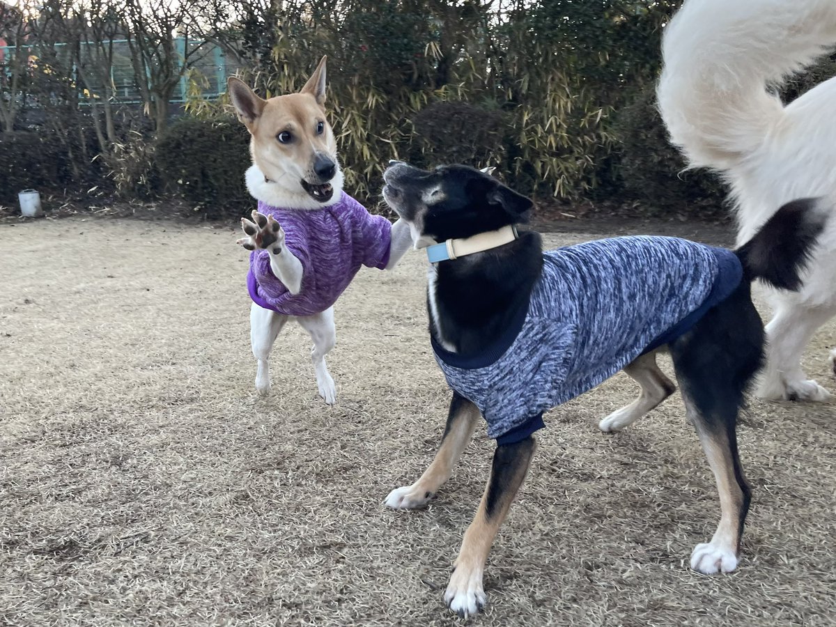 ZASH91999804's tweet image. #スーパー弟モード
#目がマジ
#ZASH
#元保護犬