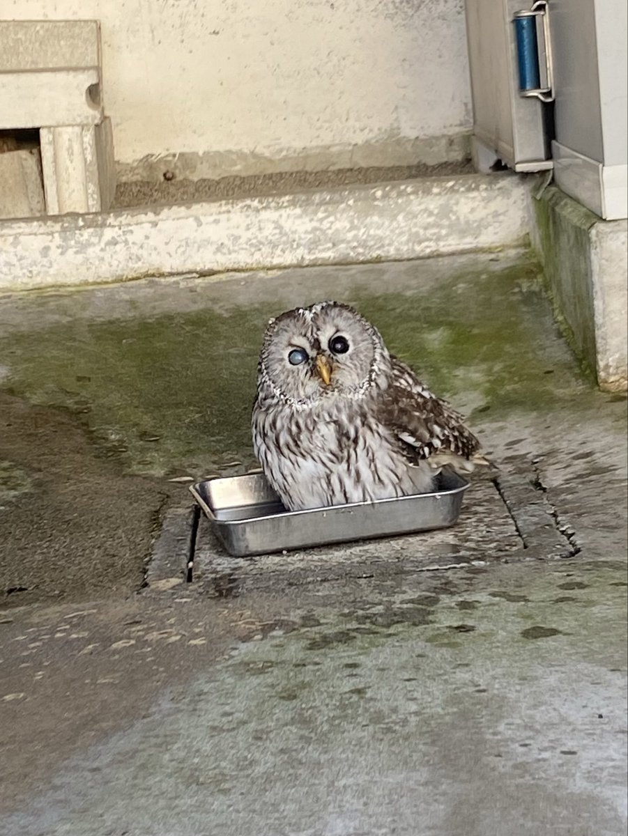 飲み水が凍ってない久しぶりの日 水浴びとっても気持ちよさそう