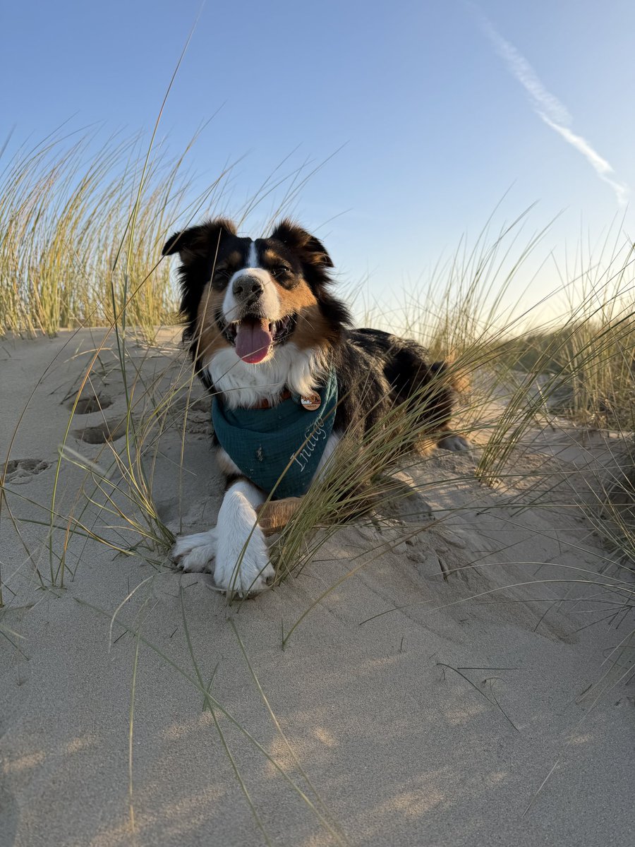 Indigoflausch's tweet photo. Hab ich euch schon erzählt, dass ich über Silvester eine Woche in der Normandie war? Ich hab mich da mit Freunden getroffen. Das war soooooo toll! Ruhig und Strand! Und Meer und viel rumtoben. https://t.co/3EDvxFWSw3