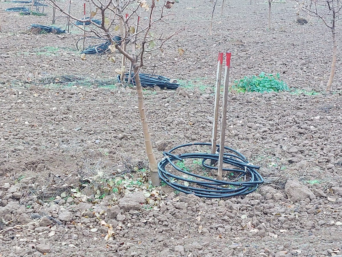 El pistacho es otro cultivo leñoso de secano que se está pasando a regadío. Hay ya varias decenas de miles de has regadas, situadas mayormente en Castilla-La Mancha. Otro cultivo en riego más que "alimentar", a la vez el agua disponible sigue disminuyendo. Esto es insostenible.