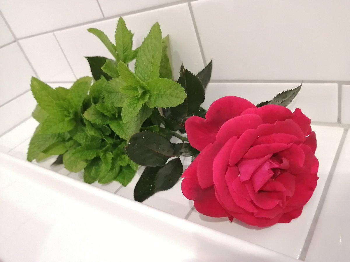 mini_nzjp's tweet photo. 今日はウチでハーブ風呂🌿🌹
#ハーブ #ペパーミント #ローズ #ハーブ風呂 #ニュージーランド https://t.co/5oUSFbVktD