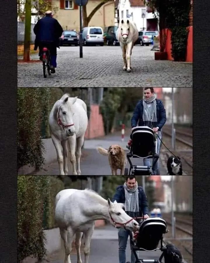 A horse named Jenny walks the same route that she has walked every day for almost 14 years. She walks alone since her owner has gotten older and is unable to ride anymore. The locals know Jenny well and look after her, giving her treats, and making sure that she gets home safe.