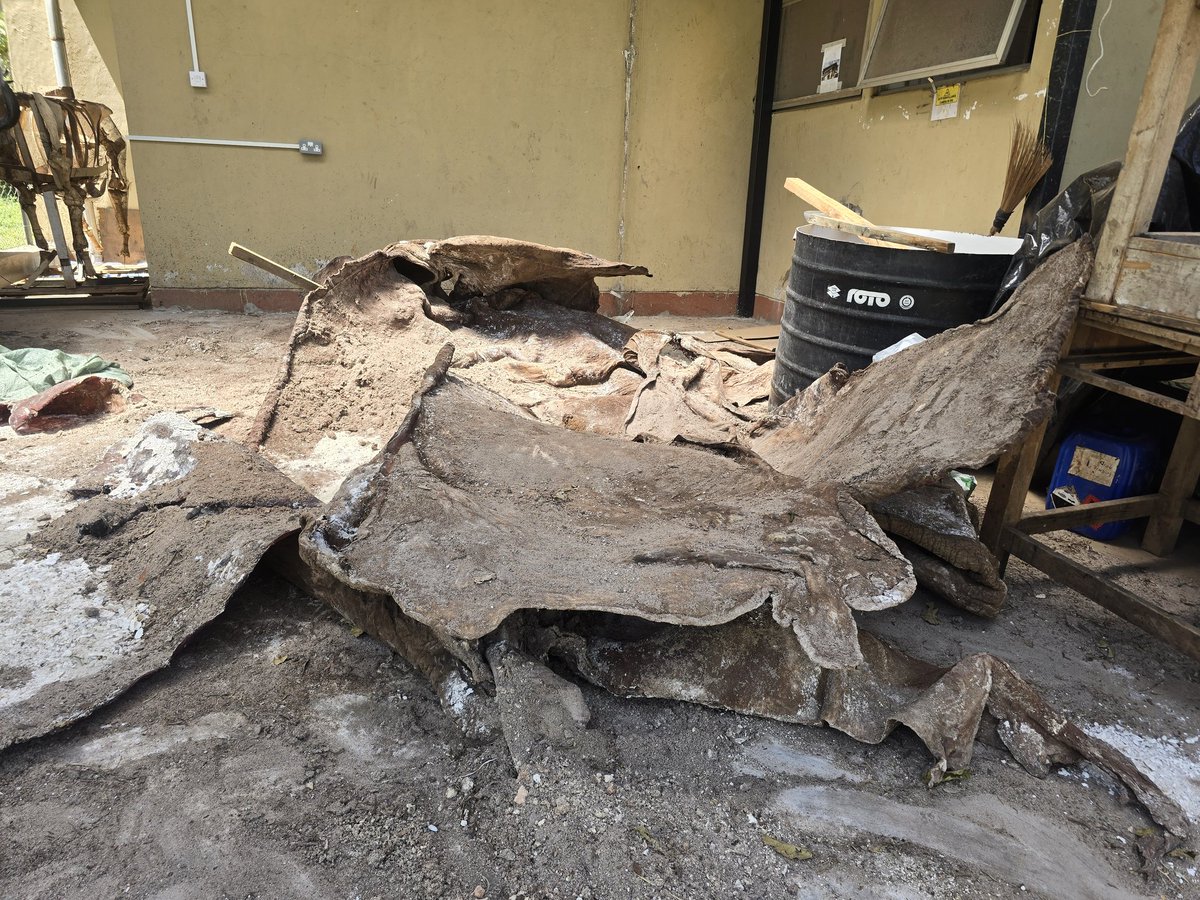 museumsofkenya's tweet image. Craig is now at the National Museums of Kenya.
Here, his story continues.
Thro' taxidermy, he gets life after death.
You watched him walk these lands for decades.
Now you get to learn from him for generations to come.
What does it mean to preserve a life so it is never forgotten?