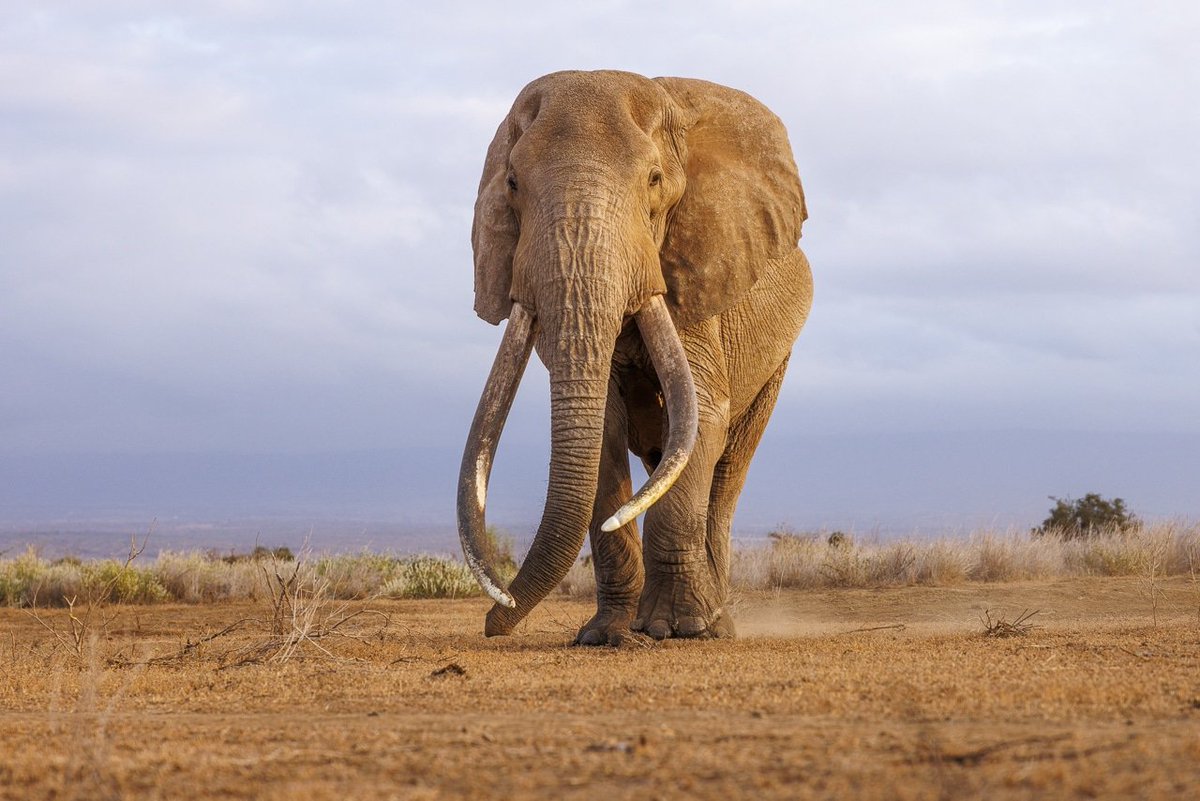 museumsofkenya's tweet image. Craig is now at the National Museums of Kenya.
Here, his story continues.
Thro' taxidermy, he gets life after death.
You watched him walk these lands for decades.
Now you get to learn from him for generations to come.
What does it mean to preserve a life so it is never forgotten?
