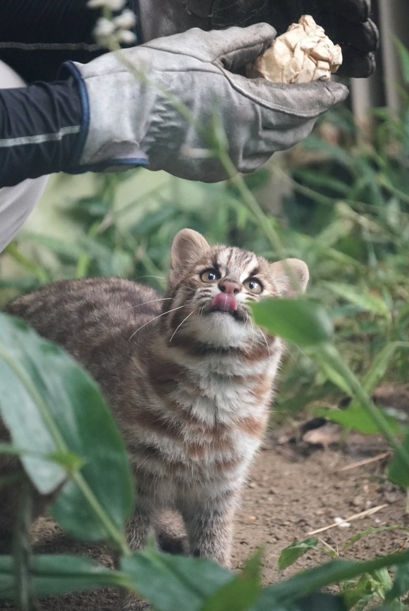したるちゃん😸
2023/9/13📷
#東山動植物園   
#ツシマヤマネコ 
#したる  #志多留
#tsushimaleopardcat 
#Shitaru