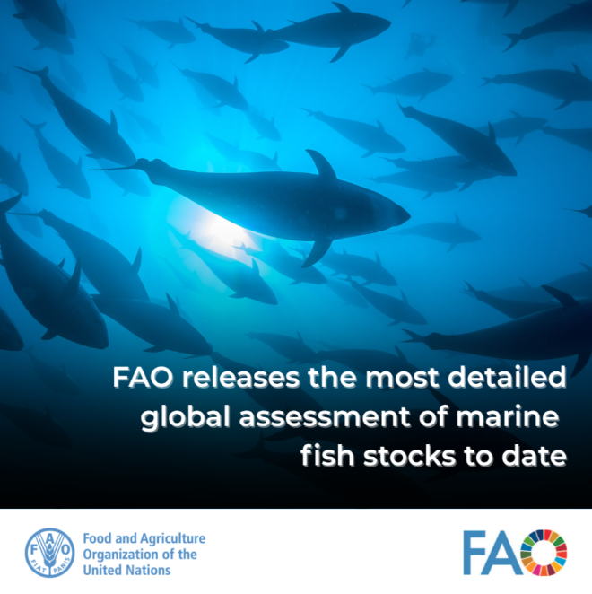 🐟 <a href="/FAO/">Food and Agriculture Organization</a> released the most detailed global assessment of marine fish stocks to date!

The expanded review shows gains where effective fisheries management is in place – but confirms major sustainability challenges elsewhere.

📘 Read more: bit.ly/45QV74L