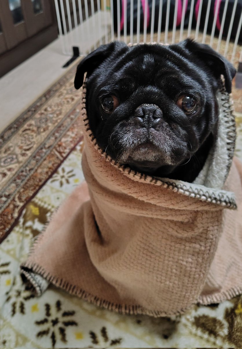 包まれたマグたん🐶
#パグ　#黒パグ