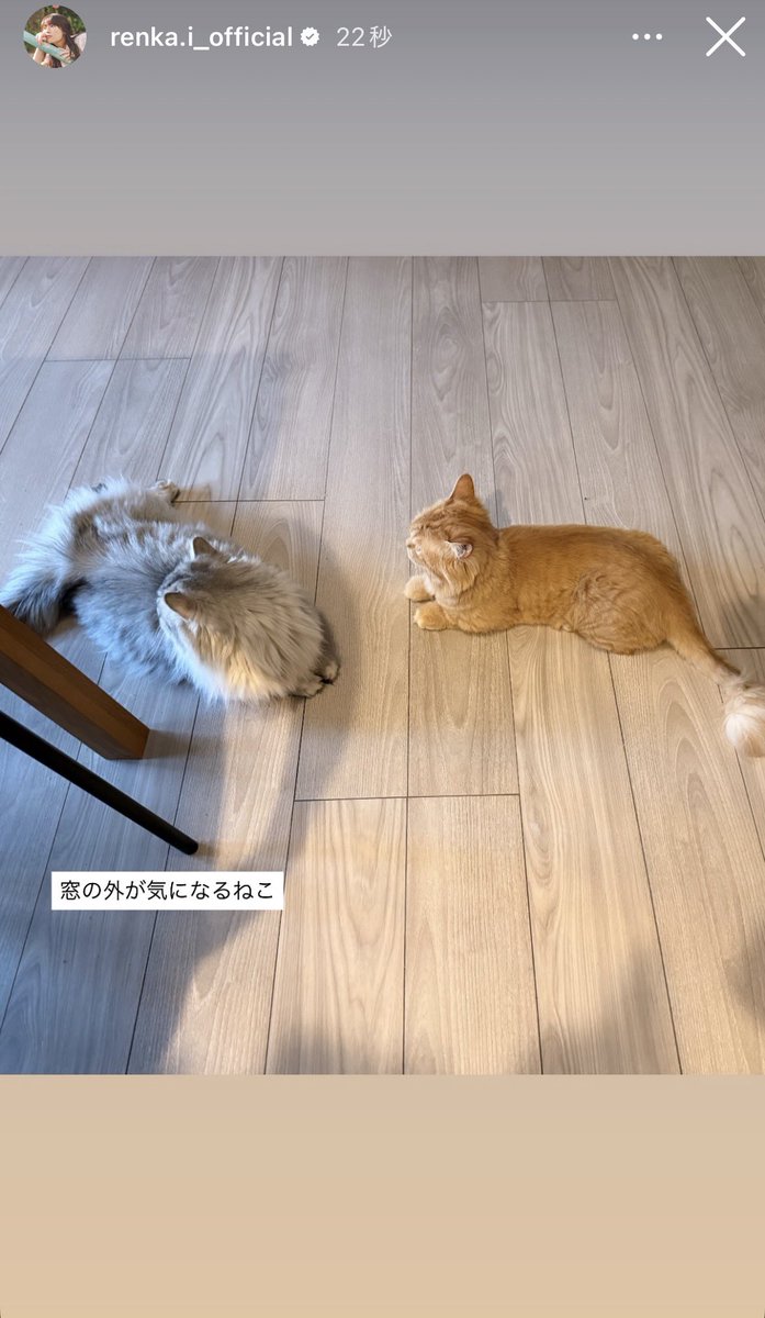 人を見て時流をつかむ どっちも同じ方向いててかわいい笑笑 何見てるんだろね #れんかぐらむ