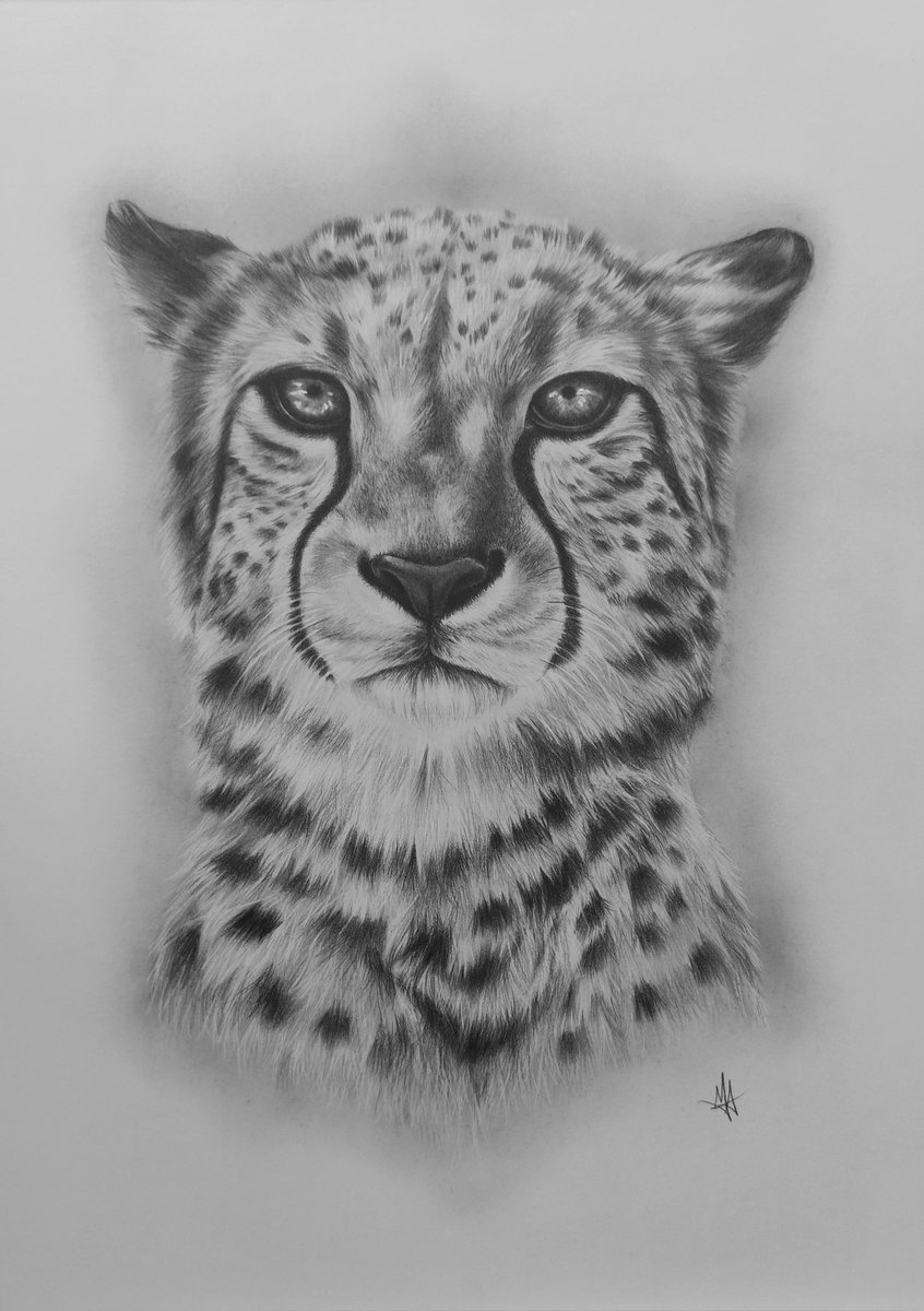 Cheetah 🐆 
📷: Christian Meermann
#Drawing #AnimalPortrait