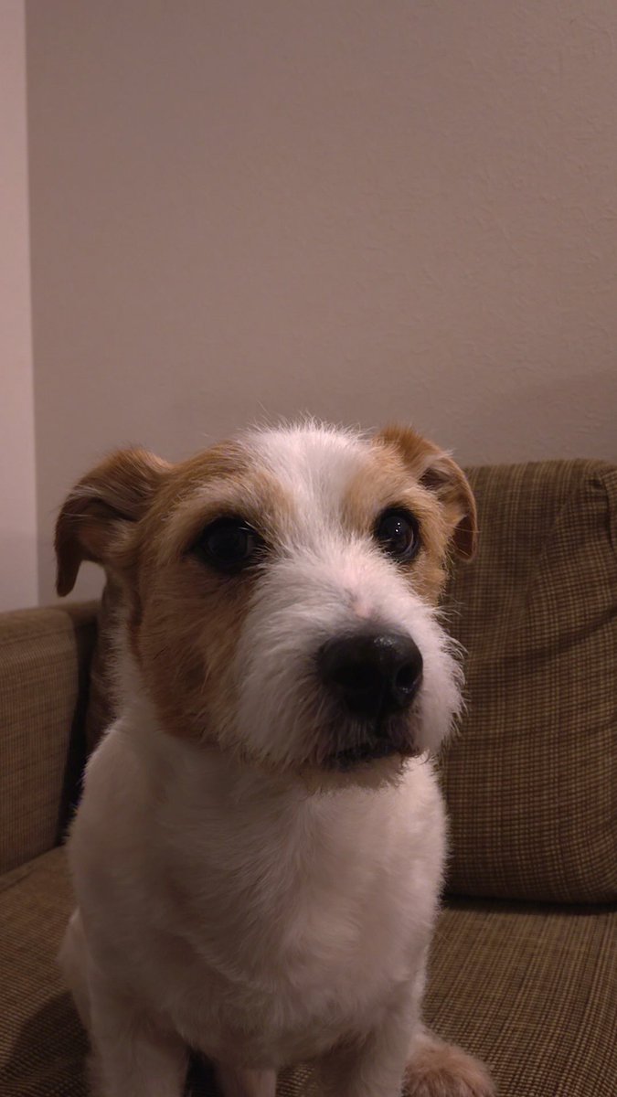 Patch0116rrr's tweet image. 僕は9歳になった🫅
本日バースデーボーイなのだ🐶
#ジャックラッセルテリア