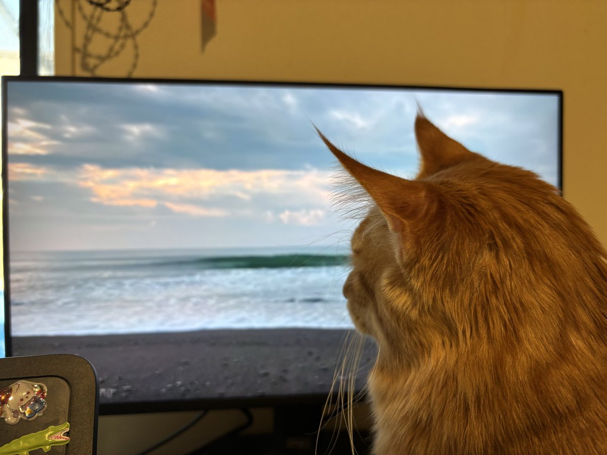 猫と海にお散歩いってきた🐈💕風