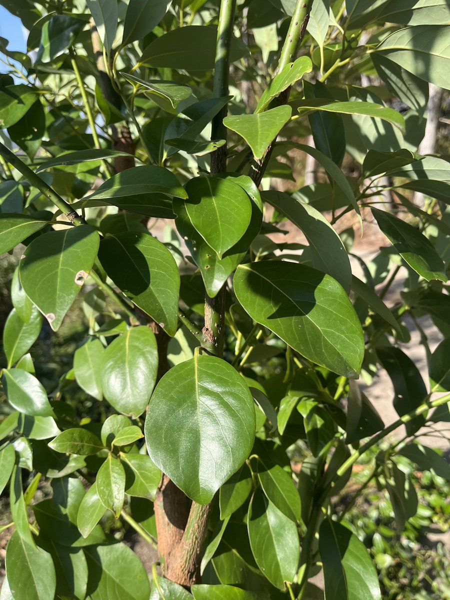 #王さまのぶどう 
#農家の終礼 
#サジタリウス 
モクレン

モクレン科モクレン属に属する落葉低木の1種である。花の形は蓮華に似ており、香りは蘭に似ていることから木蓮という