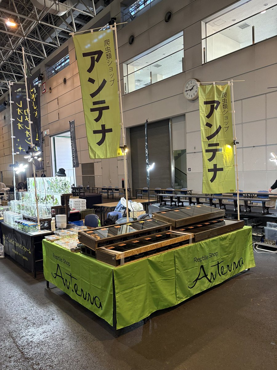 今年最初のイベント出展は、静岡JRS冬レプです！
博多より厳選選抜して生体お持ちしています！
明日から二日間よろしくお願いいたします。
6番ブースでお待ちしております！