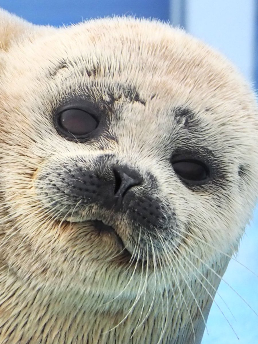 #TLにアザラシのドアップ画像をあげて人々を幸せにしよう計画

ふんわりまし