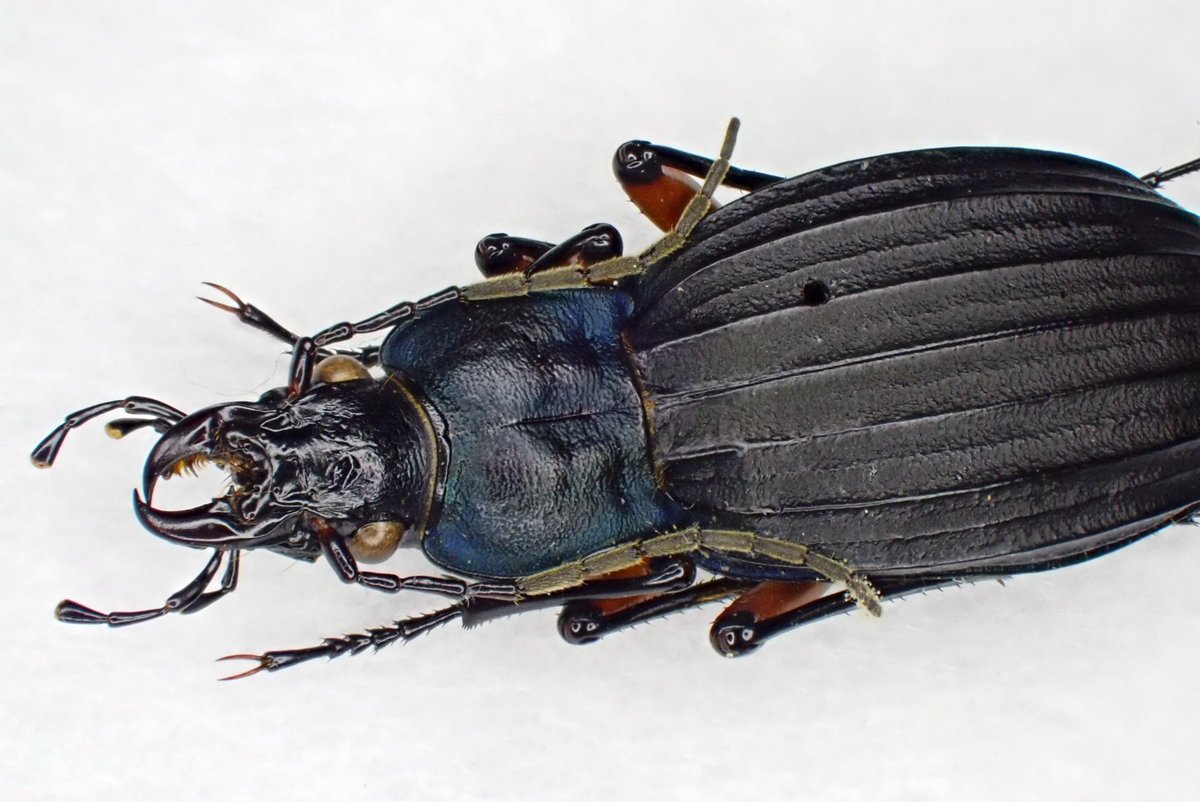 Auripes (@auripes18762) / Posts / X