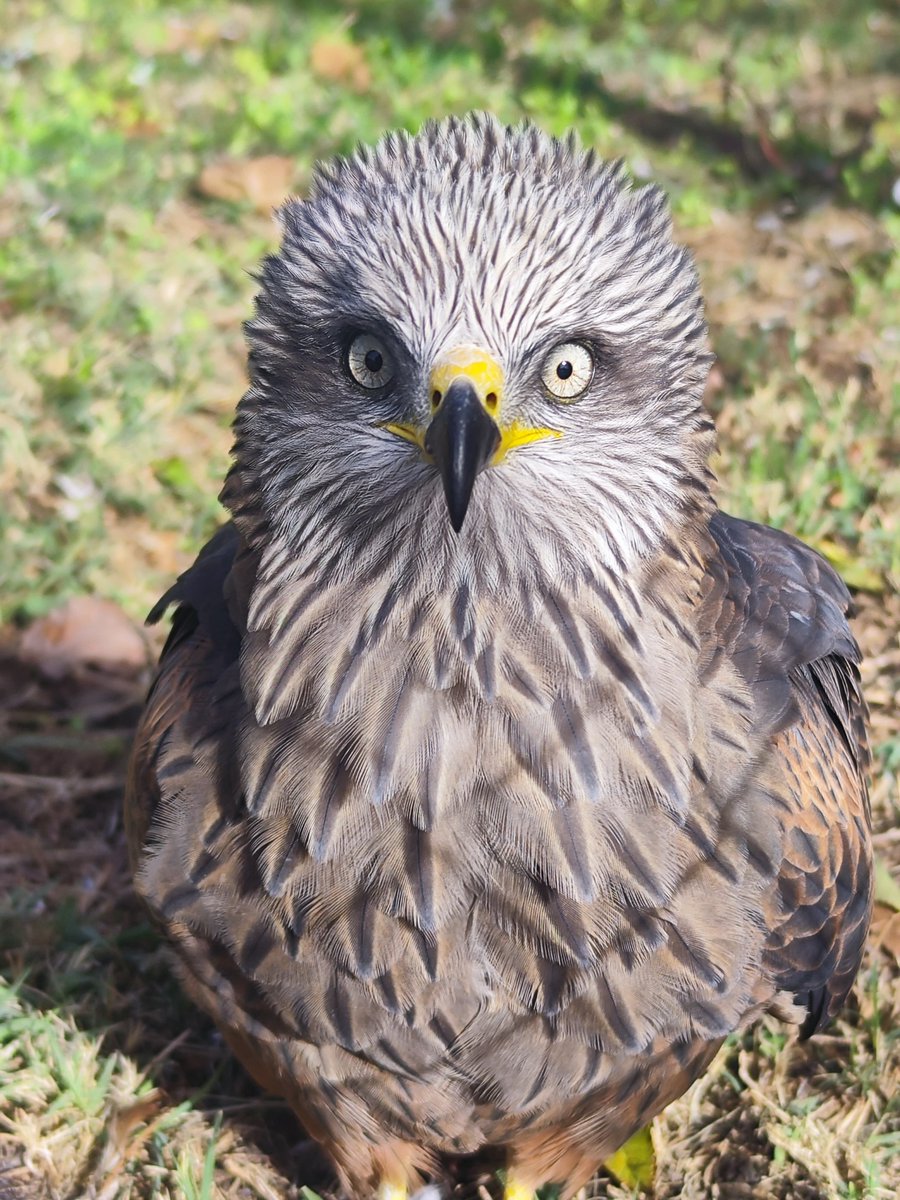 zookoki's tweet image. El Milvus migrans (Milano negro) es el gran estratega aéreo. 🦅 Aunque ahora inverna en África, pronto regresará para cumplir su rol vital: limpiar nuestros campos y evitar enfermedades. Su cola casi "cuadrada" y su astucia lo hacen único.