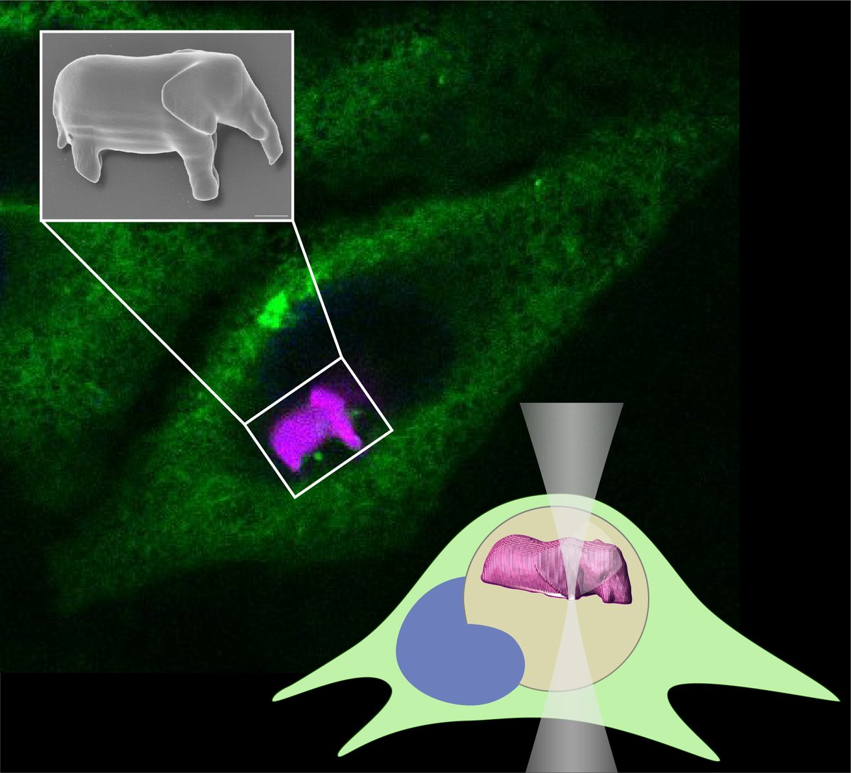 Humar Lab (Matjaž Humar) tweet media
