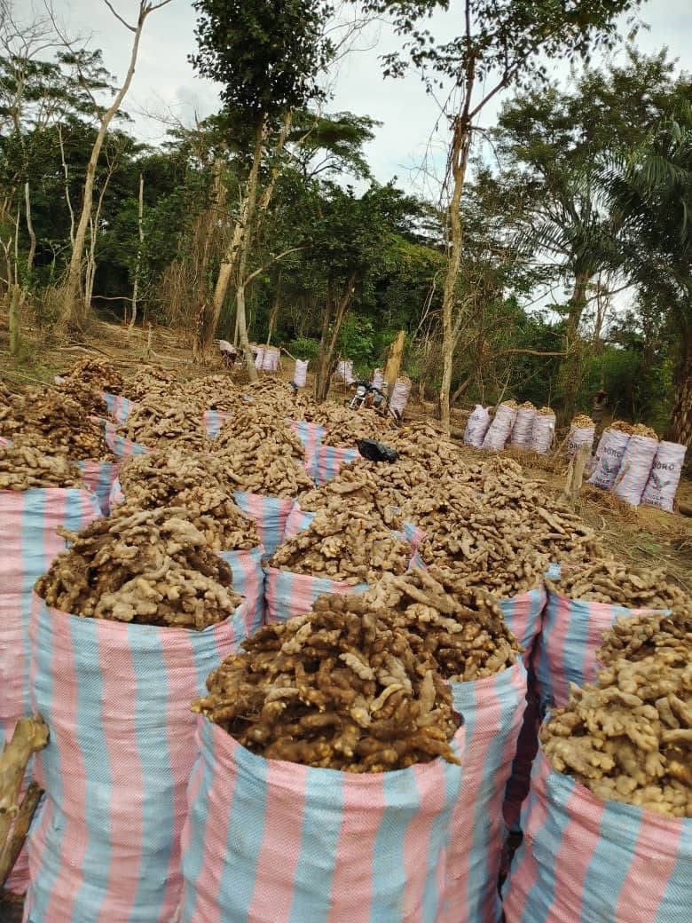 “The money we have made from trading ginger or doing ginger farming. No yahoo boy has ever seen it.

Just ship a 40 foot container of ginger and you pocket $150,000 as a profit from a single project.

Just cultivate ginger in a plot of farmland and you harvest nothing less than