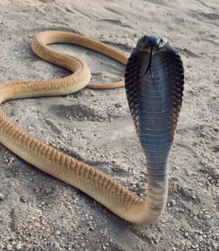 الشقيقة الكوبرا