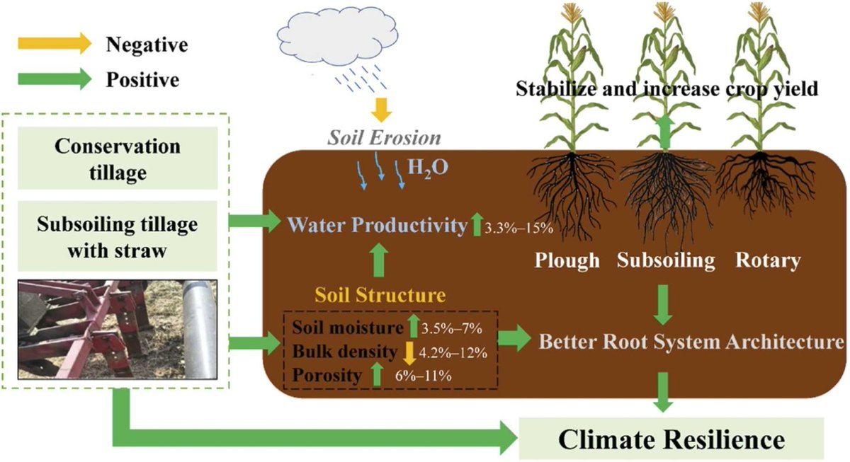 ykuzyakov's tweet image. NEW in Agricultural Water Management
Subsoiling with #straw return optimizes the maize #root system and #water productivity

doi.org/10.1016/j.agwa…

#SoilOrganicCarbon #soil #agriculture #Roots #landuse #Fertilisers #rhizosphere #carbon #maize
